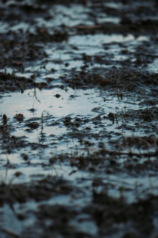 a field is filled with rain and grass