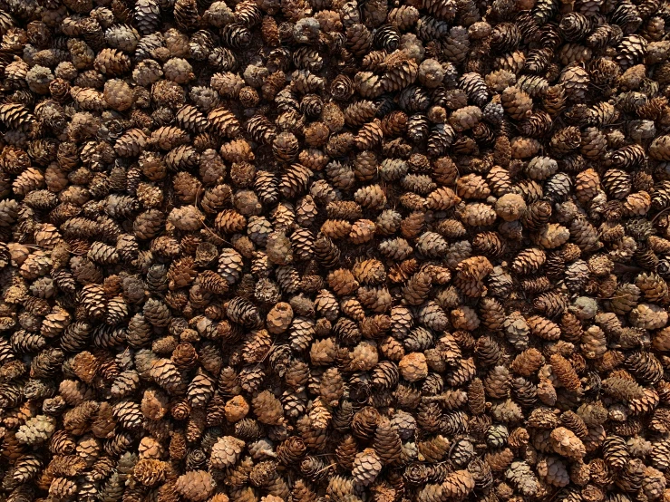 a large pile of pine cones sitting in the middle of the floor