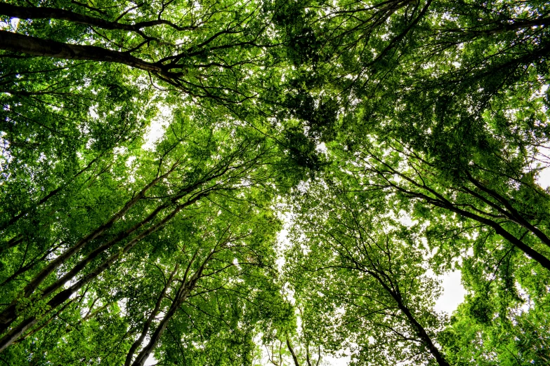 the green leaves of a deciduous tree, looking up from the ground