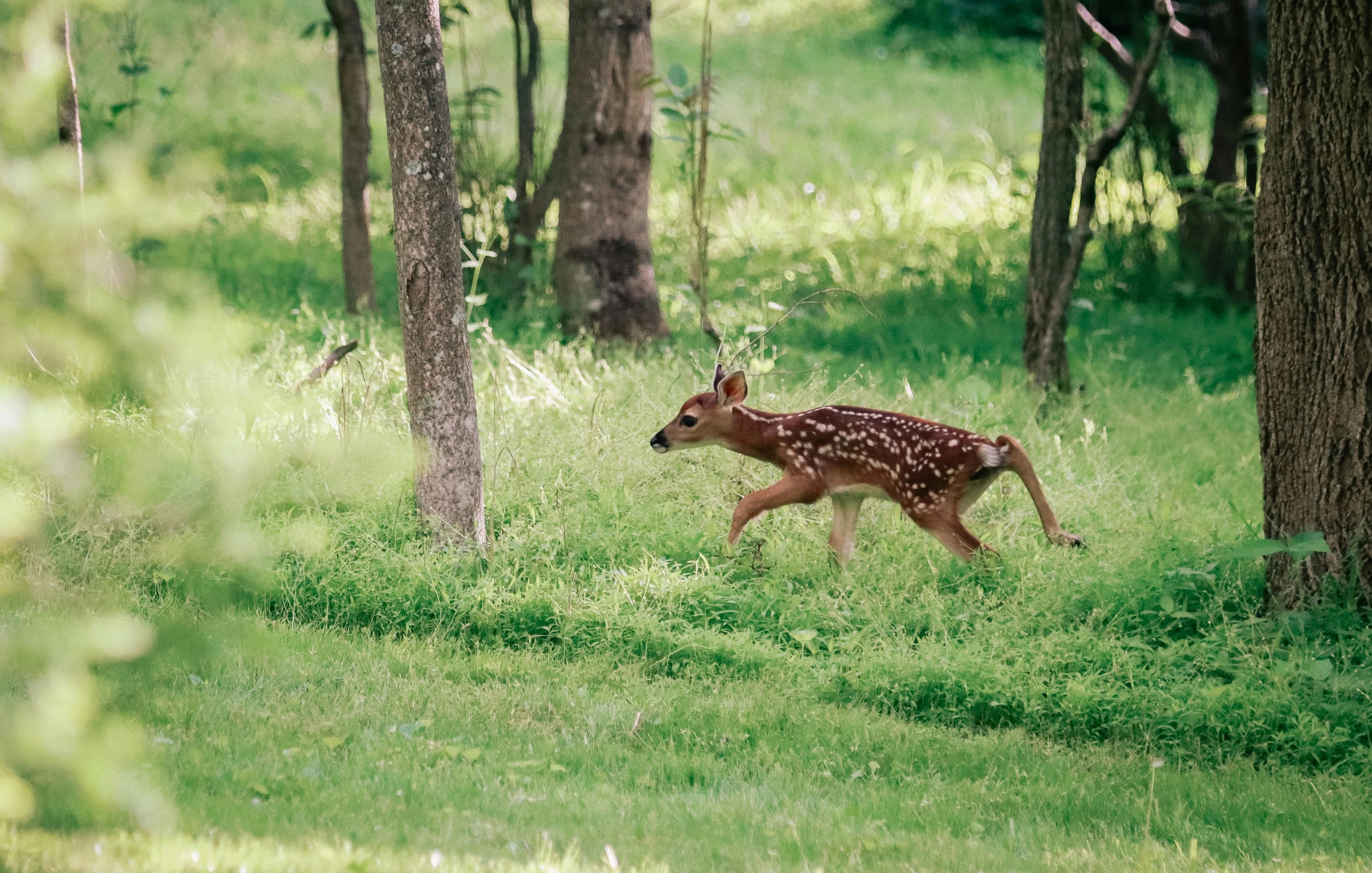 a small deer running in the green woods