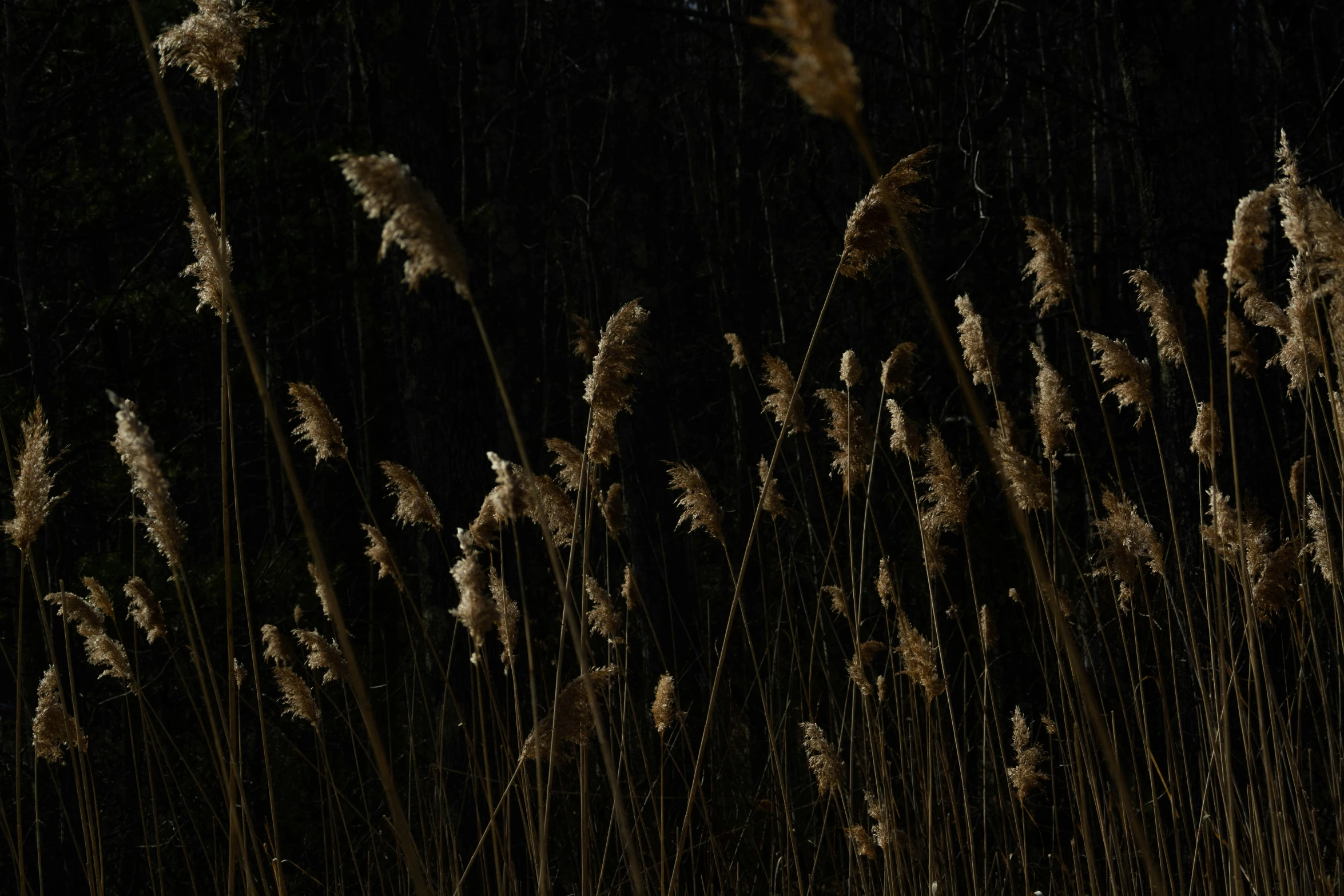 there are some tall grass with leaves on it