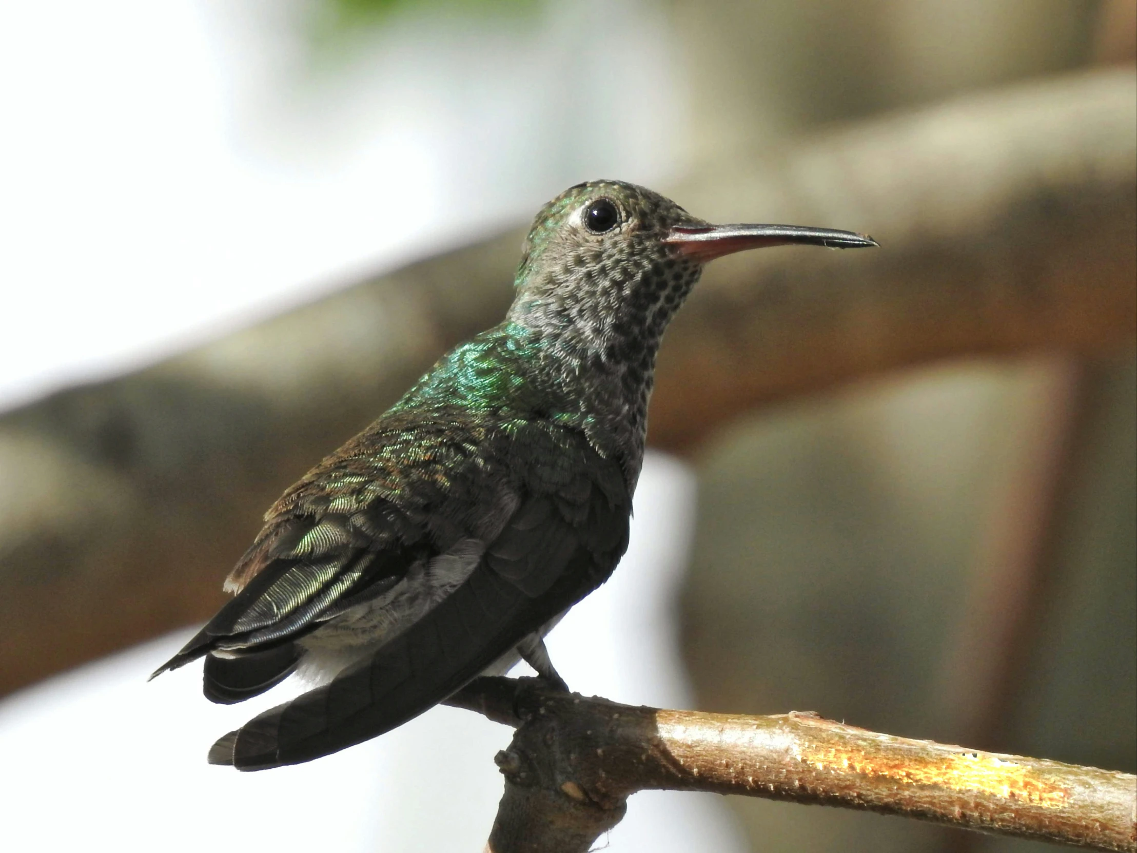 a hummingbird perched on top of a nch next to another bird