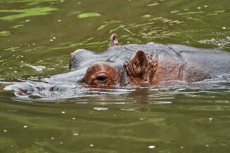 the hippopotamus is swimming in the water next to a duck