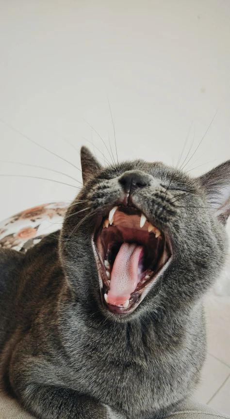 a gray cat hissing its teeth, showing fangs