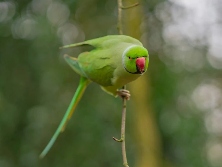 an green parrot with a red beak sitting on a tree nch