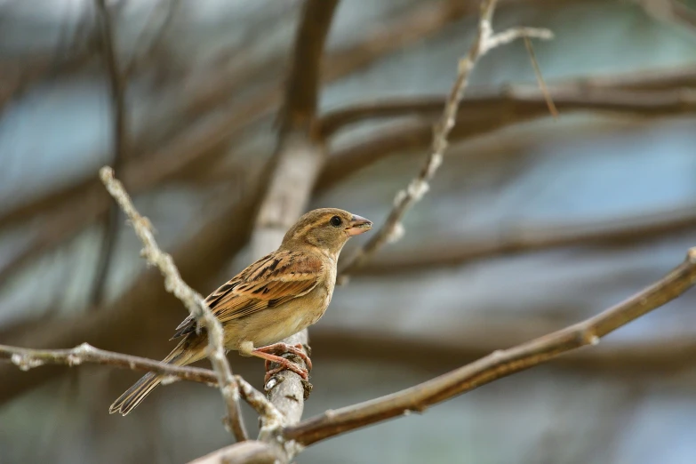 bird on nch of tree with blue sky in background