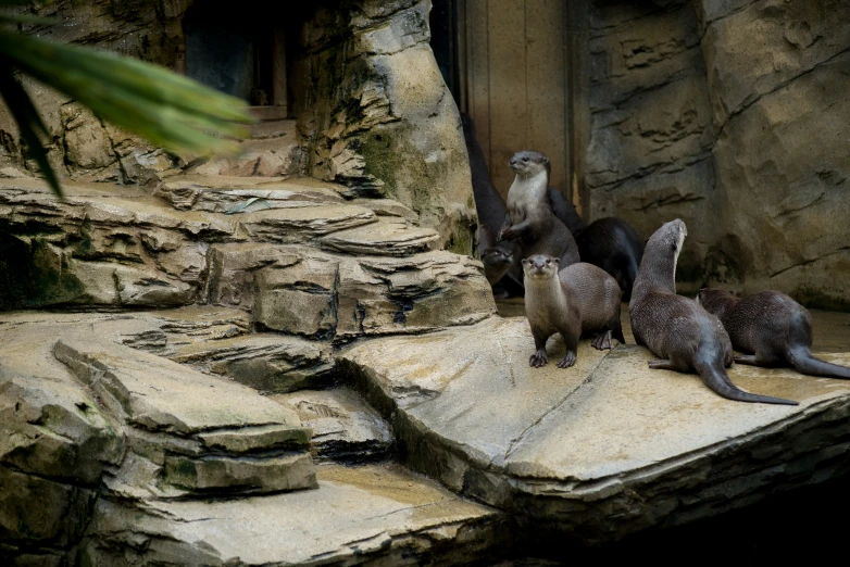 three otters sitting on a rock in their enclosure