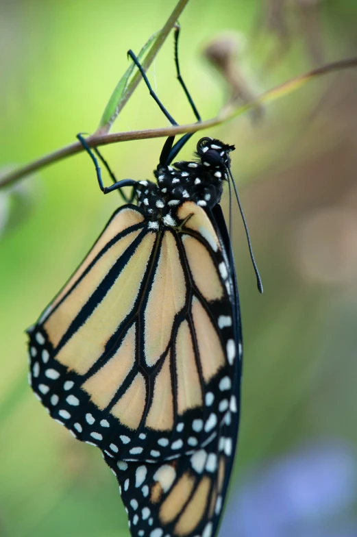 two monarch erflies mating on a thin twig
