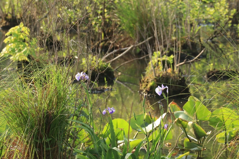 a bunch of plants that are in some water