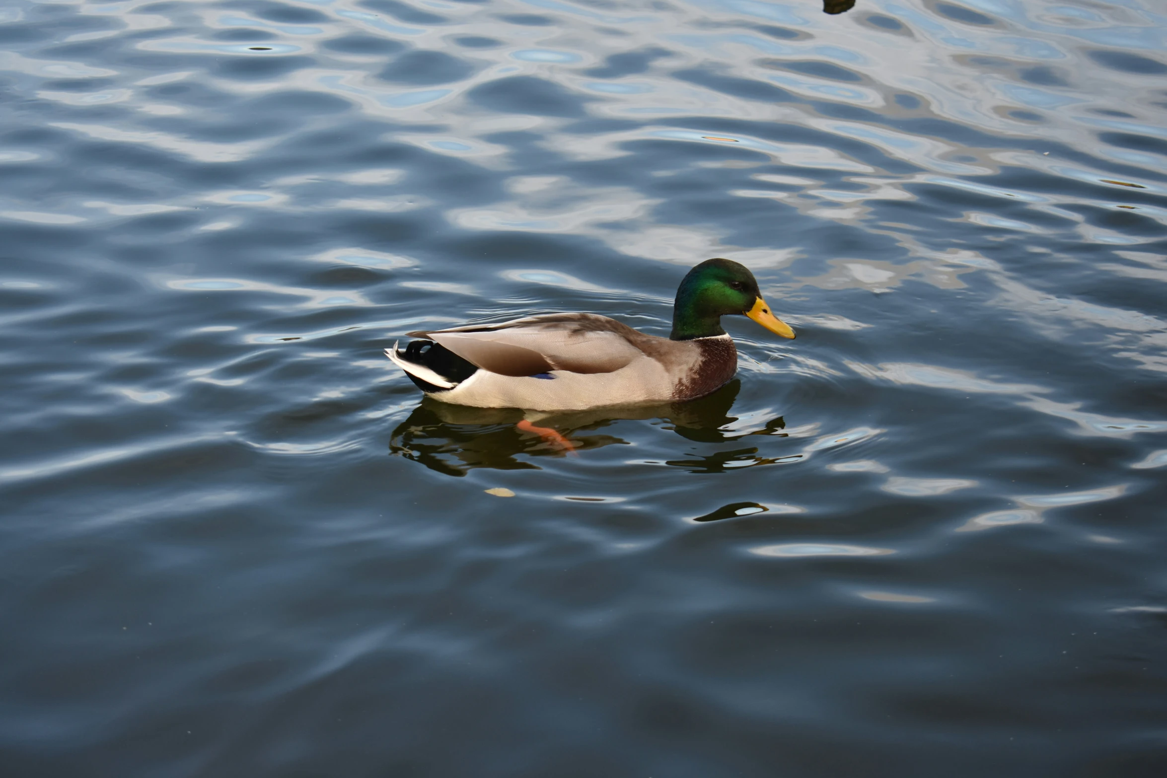 the ducks are swimming and floating in the lake