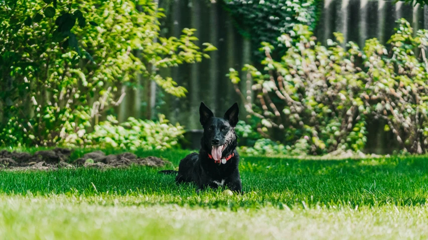 a black dog laying in the grass next to some trees