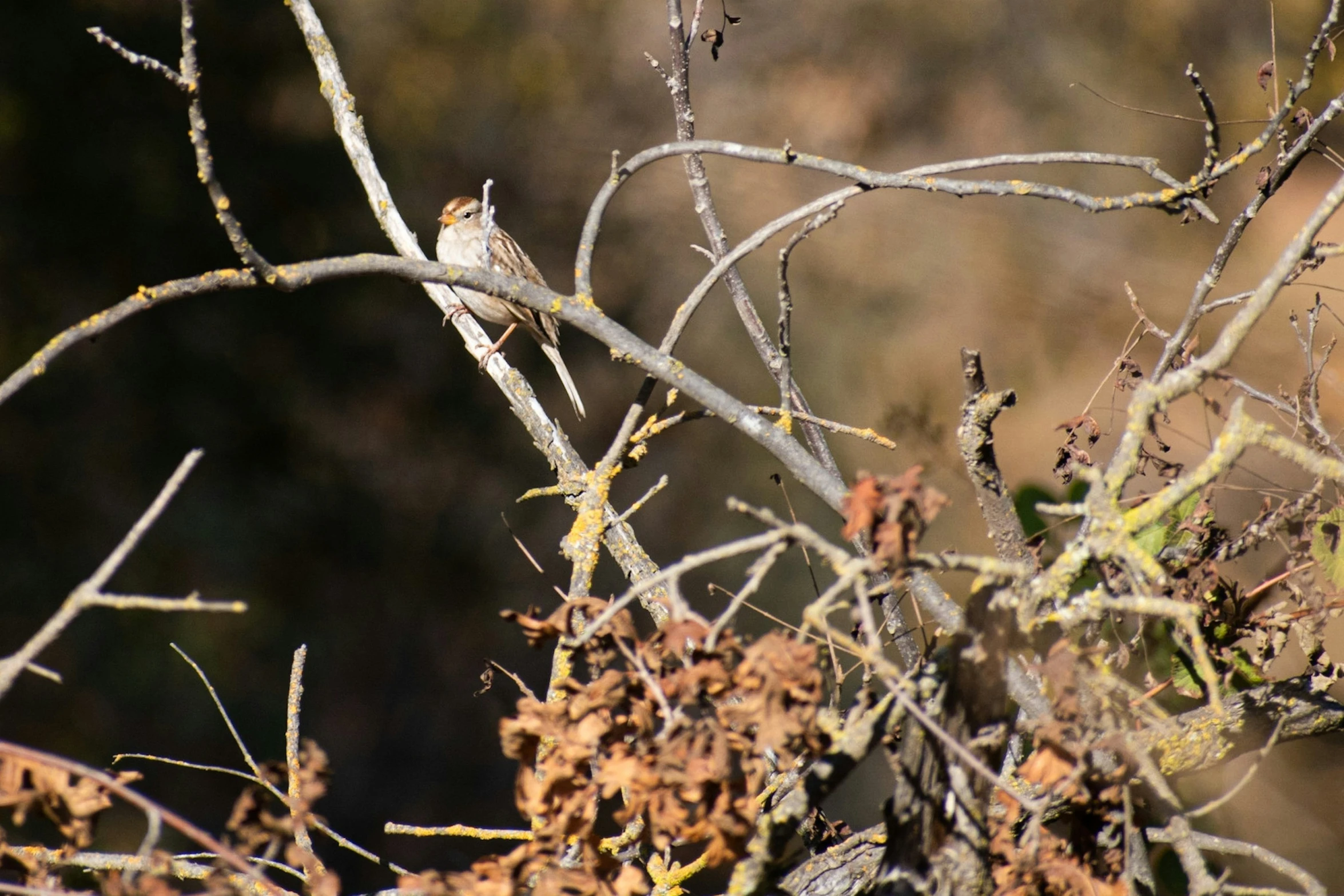 a closeup of tree nches with one brown bird sitting on it
