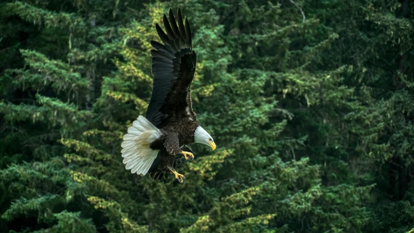 the eagle is flying in front of some trees