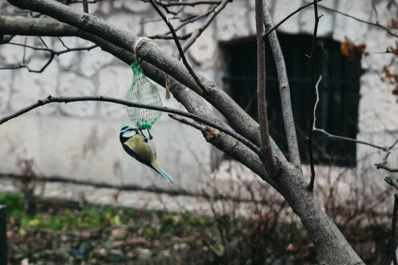 a bird with a bag hanging from its beak