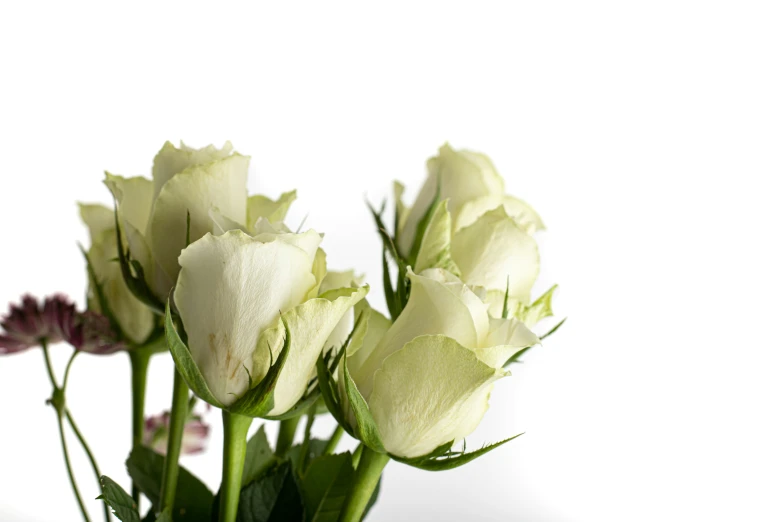 white flowers in a glass vase with long stems