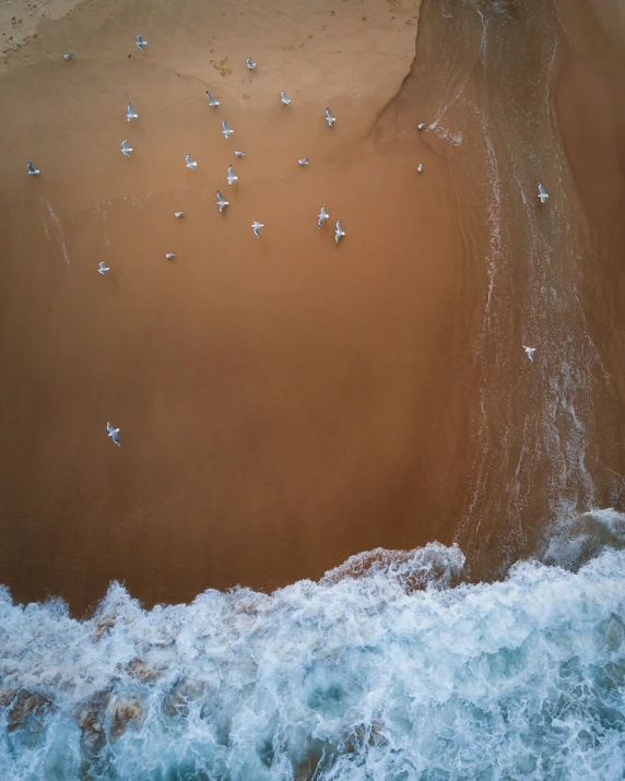 small birds fly around the waves on the beach