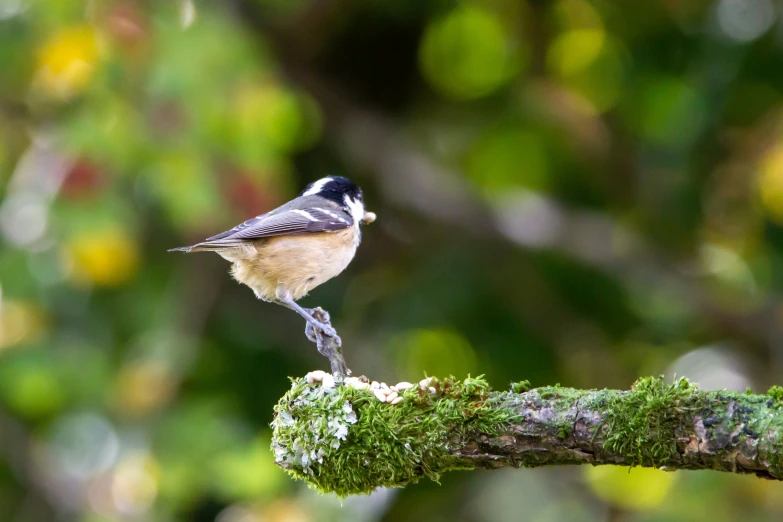 a small bird is perched on a mossy nch