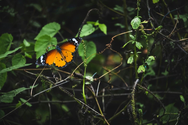 two orange erflies sit on green plant life