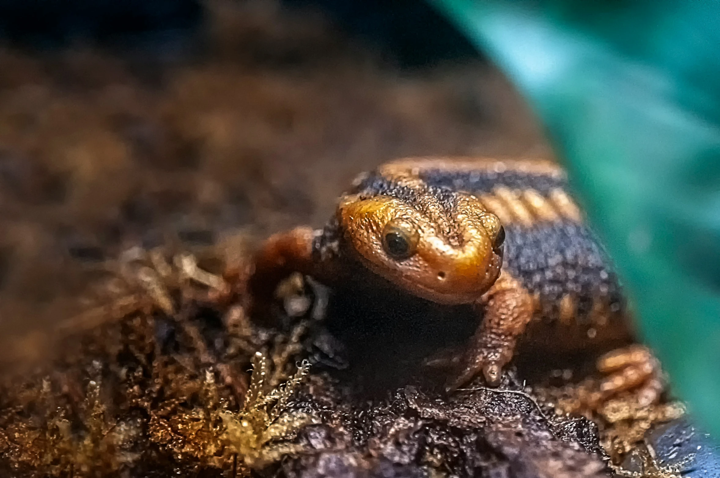 a frog that is sitting on a rock