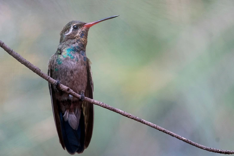 a hummingbird perches on a limb with other birds nearby