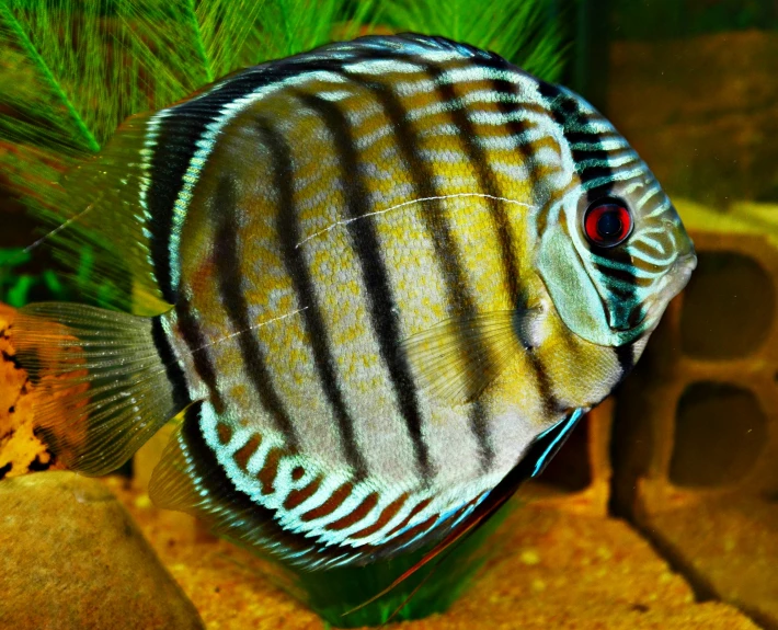 an angelfish swims through the shallow water