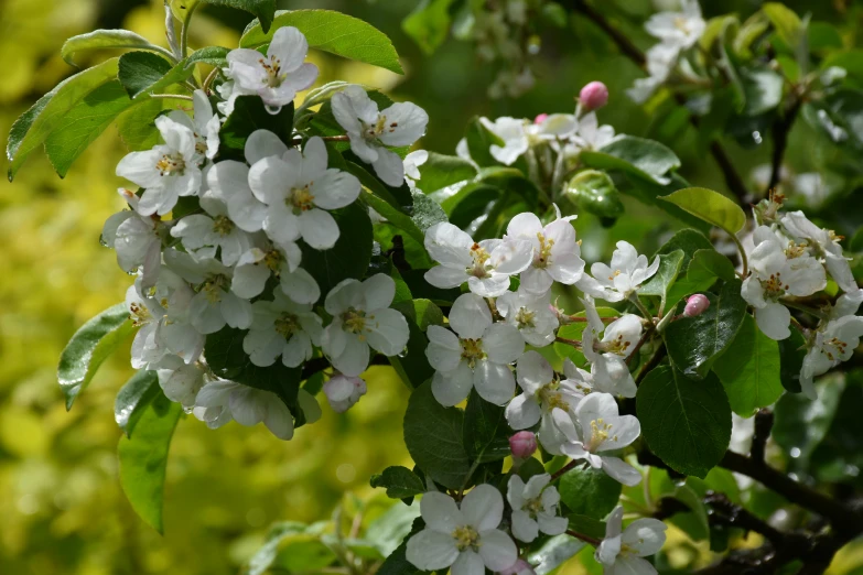 a cluster of flowers on a tree nch in spring