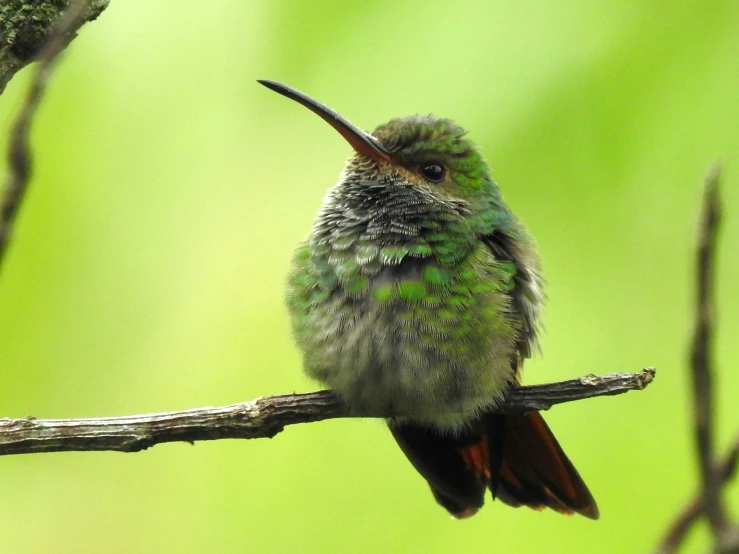 a small green bird with very long tusks sitting on a nch