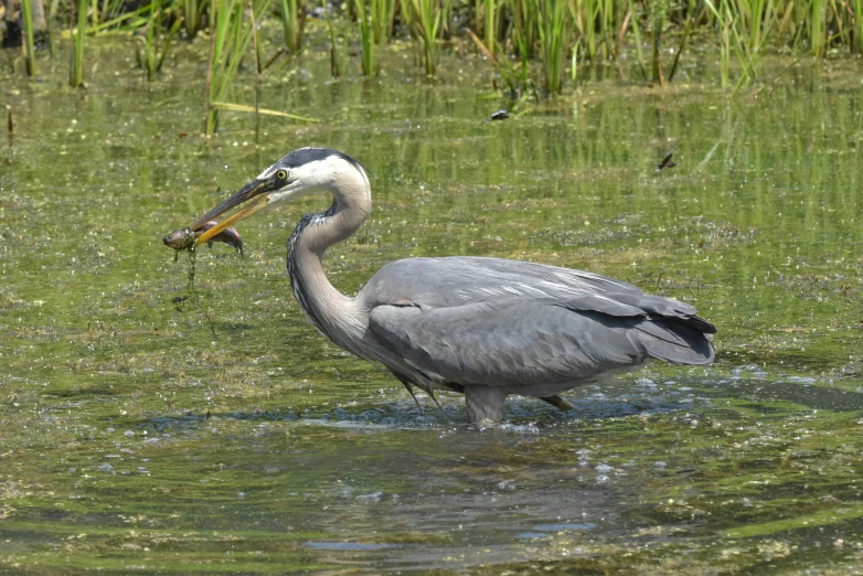 two large birds in a body of water