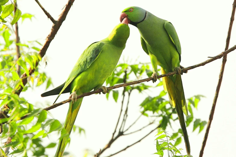 a couple of green birds perched on top of tree nches