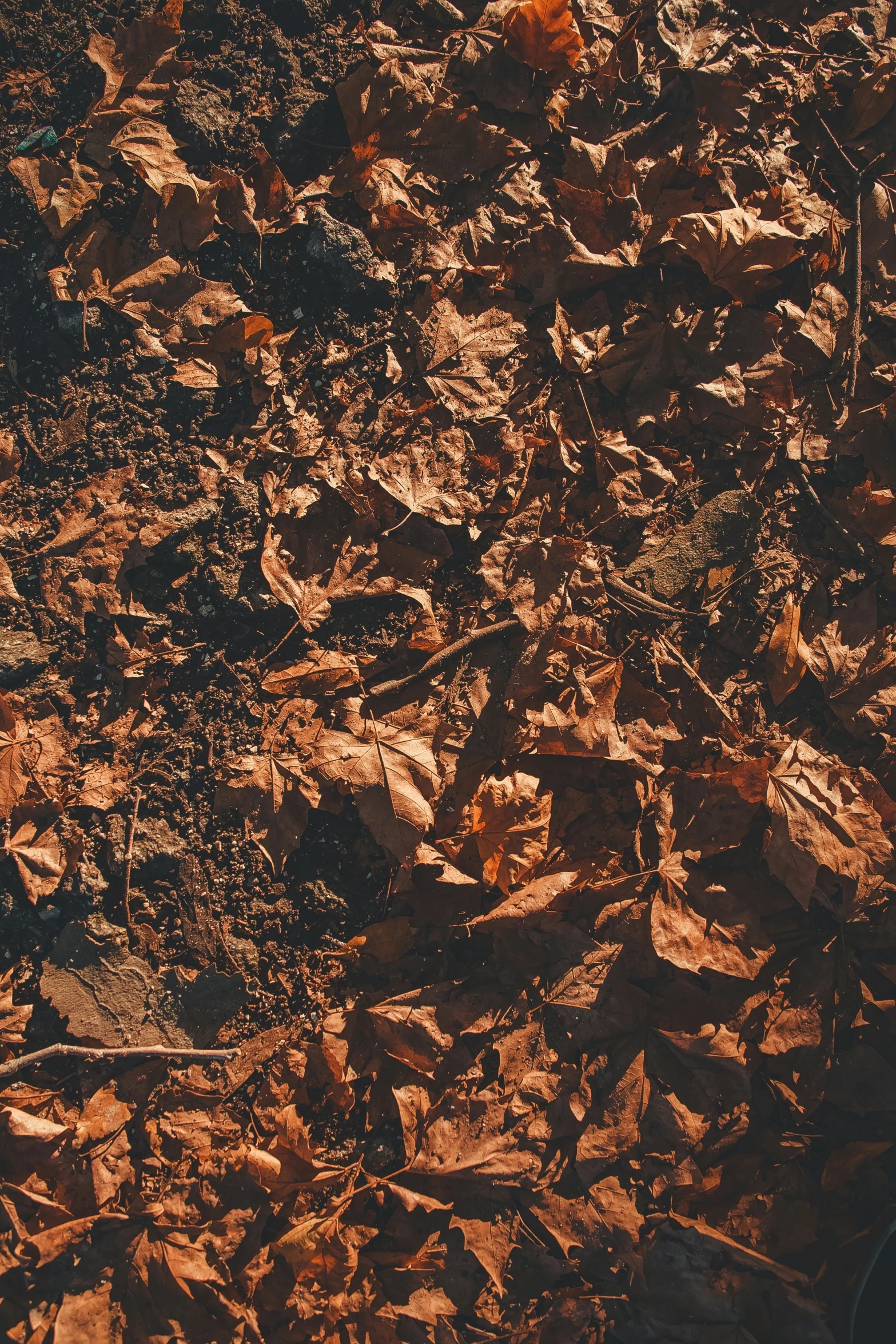 a bear walking along an area of brown leaves