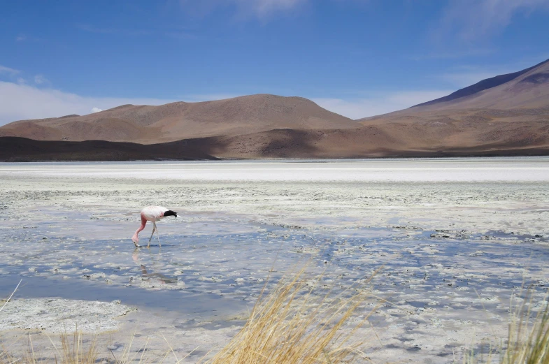 two flamingos standing in the shallow water near mountains