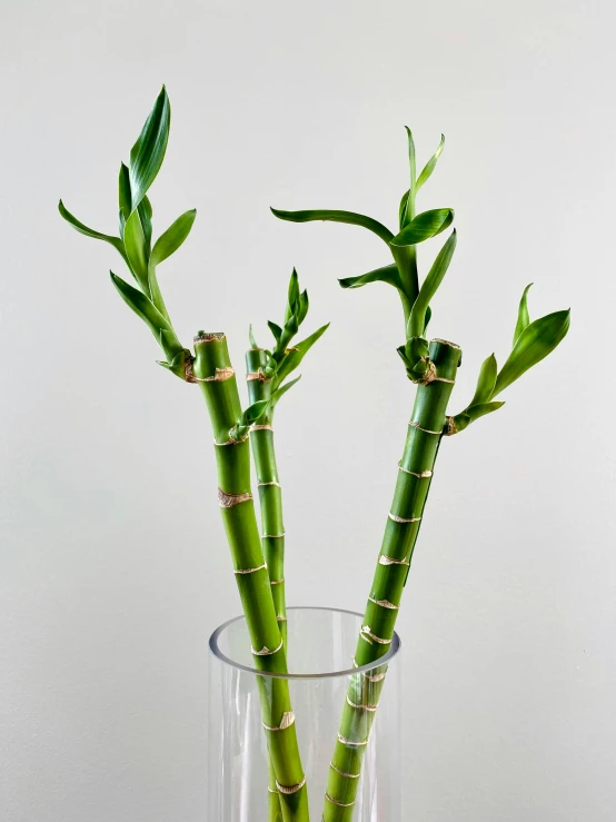 a couple of green plants in a glass vase