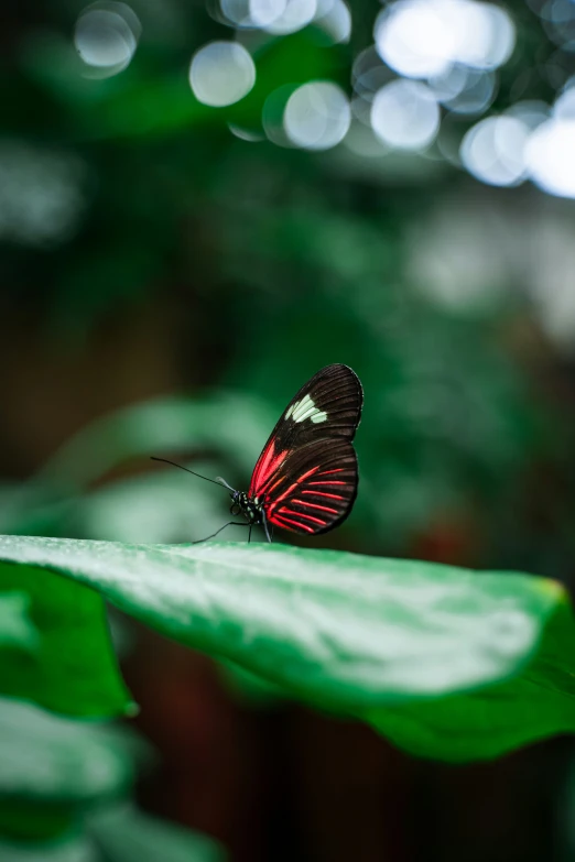 a erfly sitting on top of a green leaf