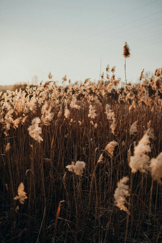 some white flowers growing out of a grassy field