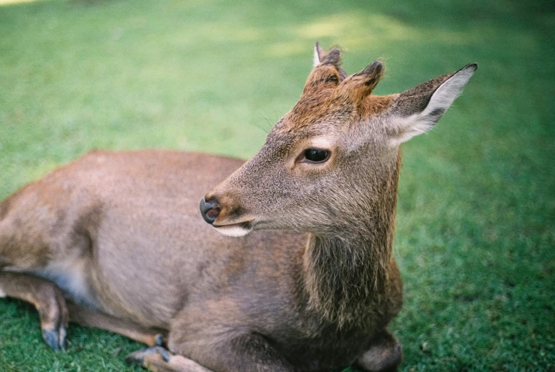 a deer laying on some grass and looking up