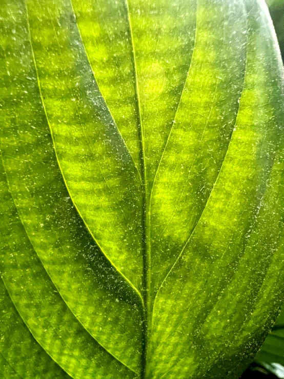 a green leaf that is covered in drops of water