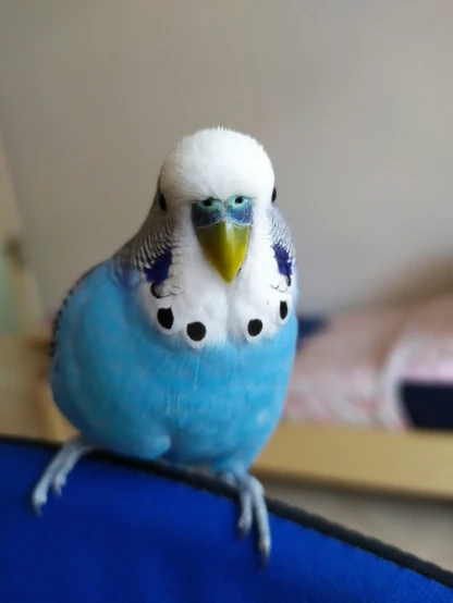 a blue and white bird sitting on the edge of a blue mat