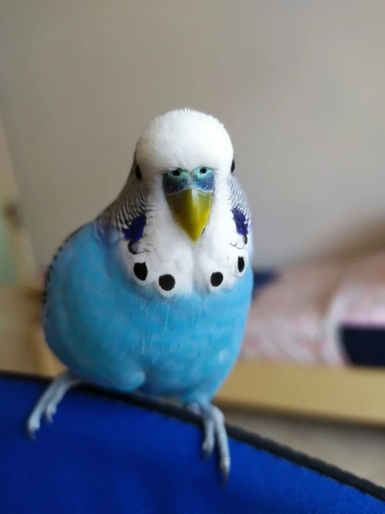 a blue and white bird sitting on the edge of a blue mat