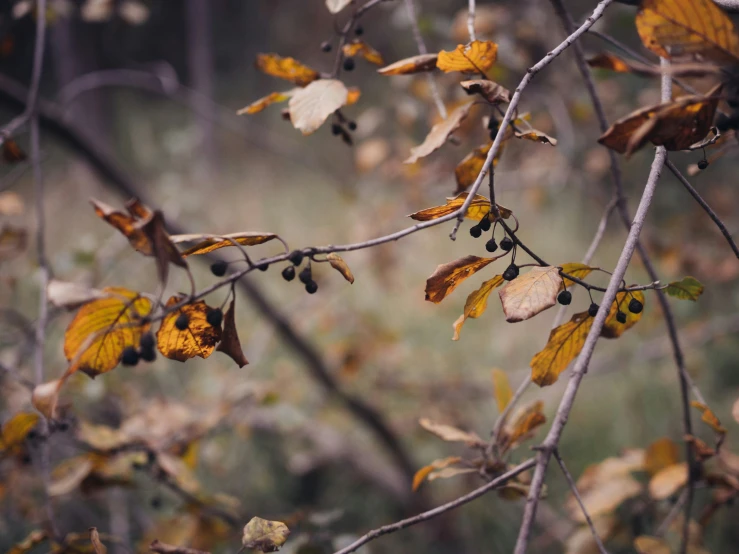 some nches are with leaves and fall colors