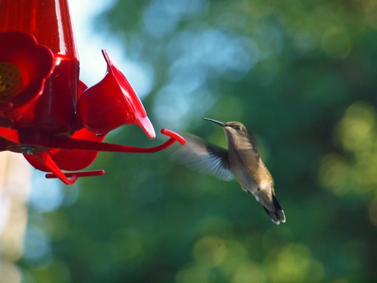 a hummingbird flying at the very high feeder for the bird