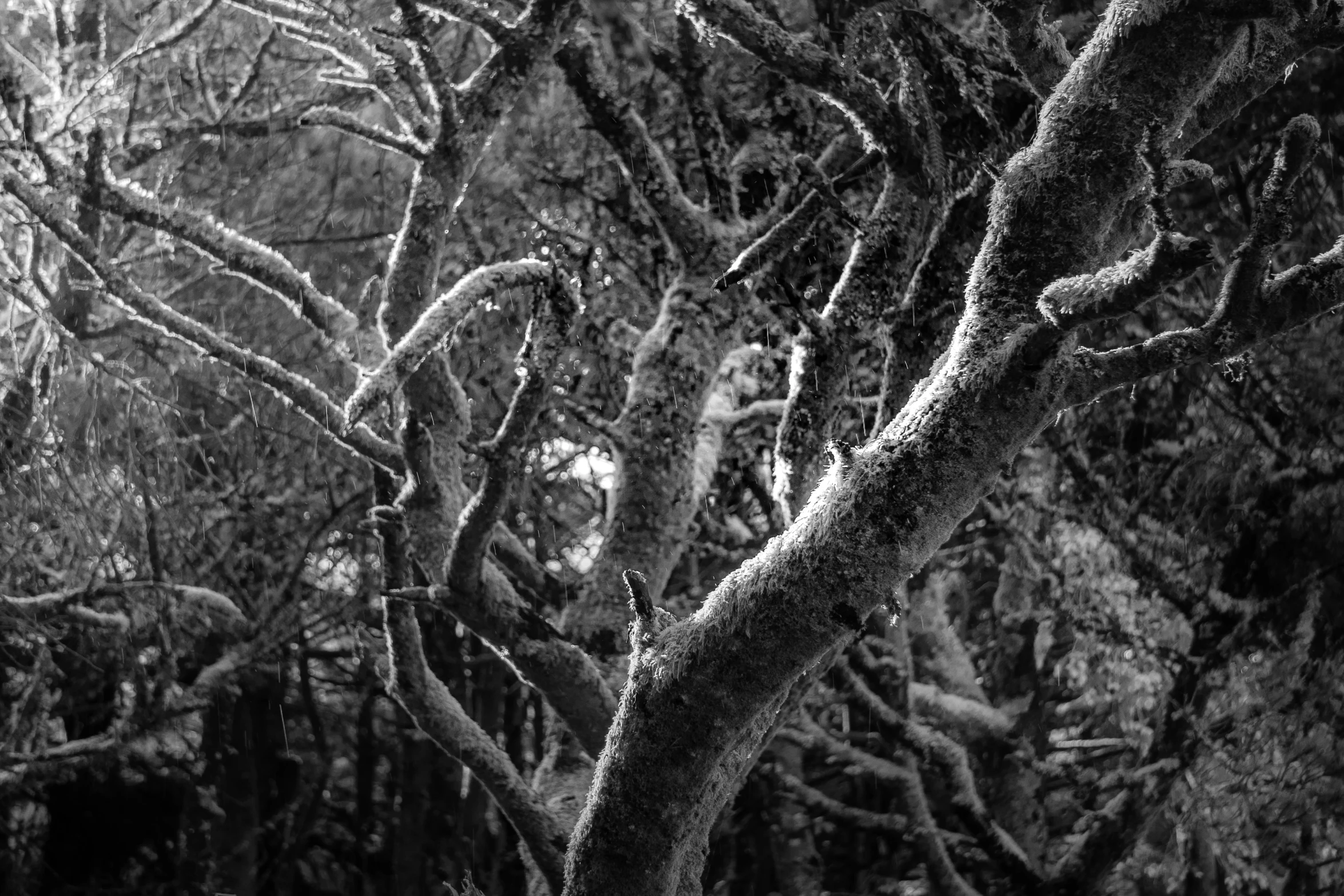 black and white pograph of an old tree with thin nches