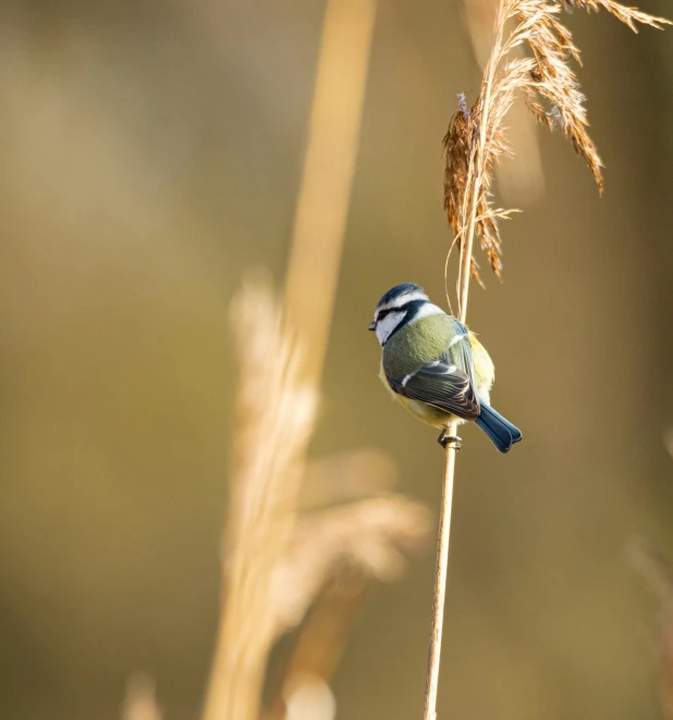 a blue jay is perched on a thin stalk