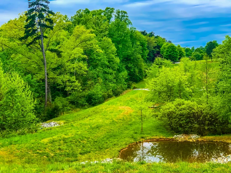 a lush green forest filled with lots of trees