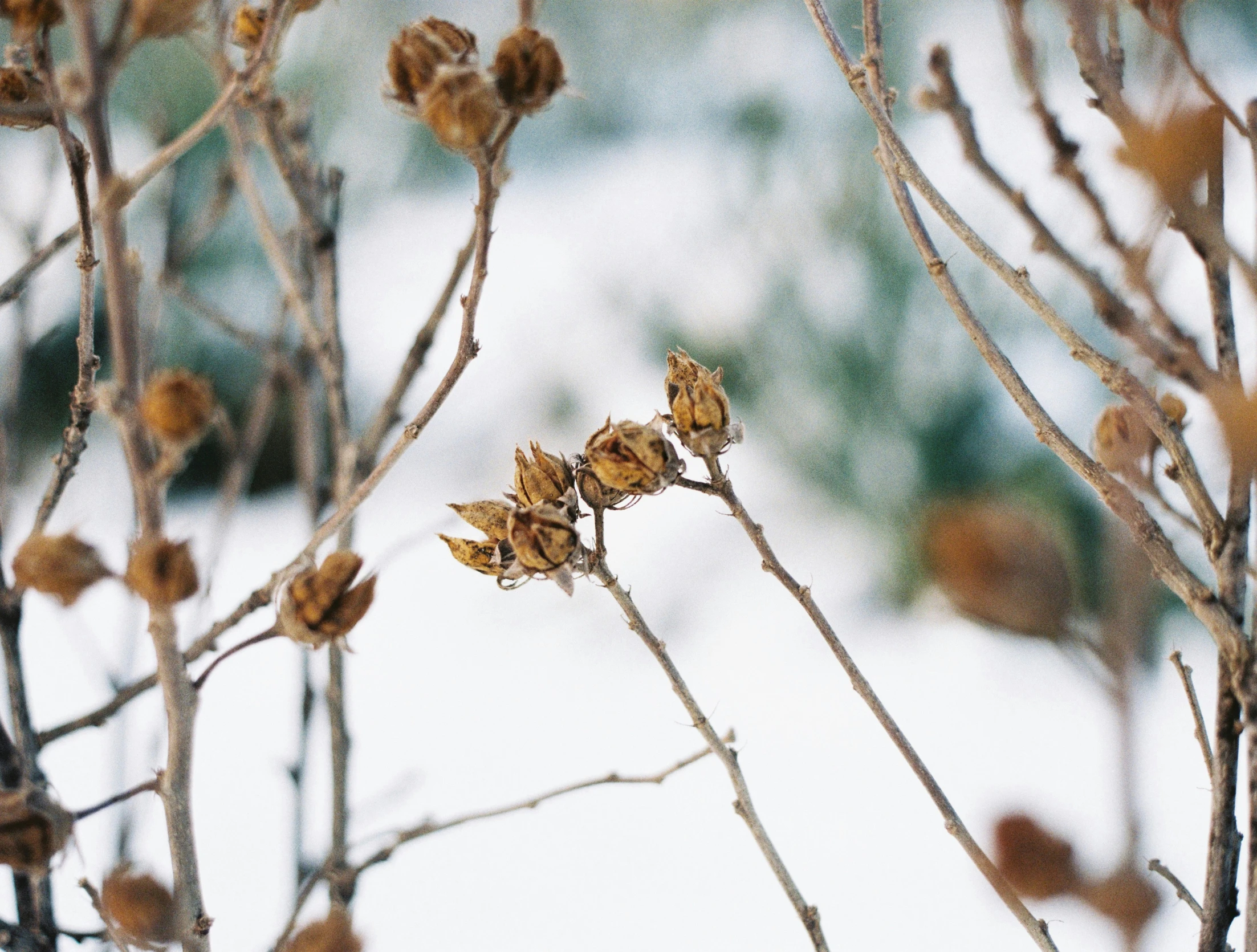 a close up of some bare nches and flowers