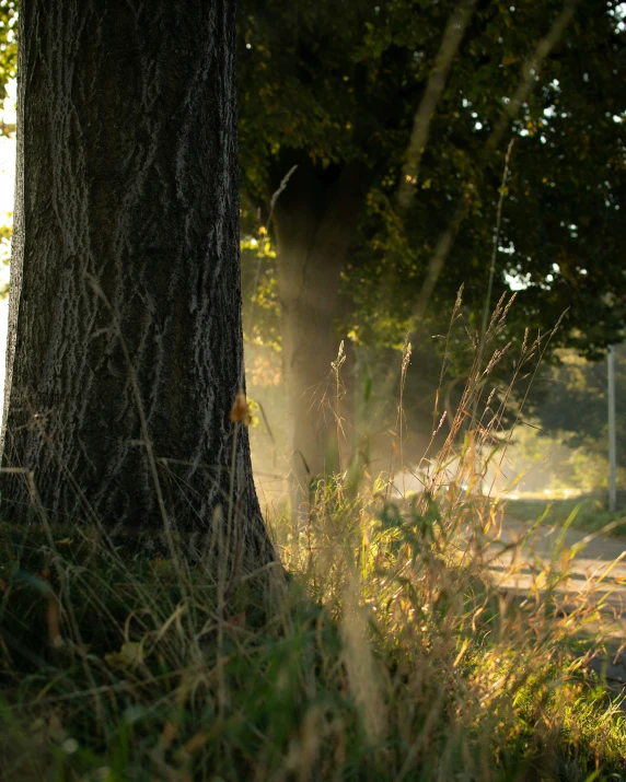 a person is walking through a field near a tree