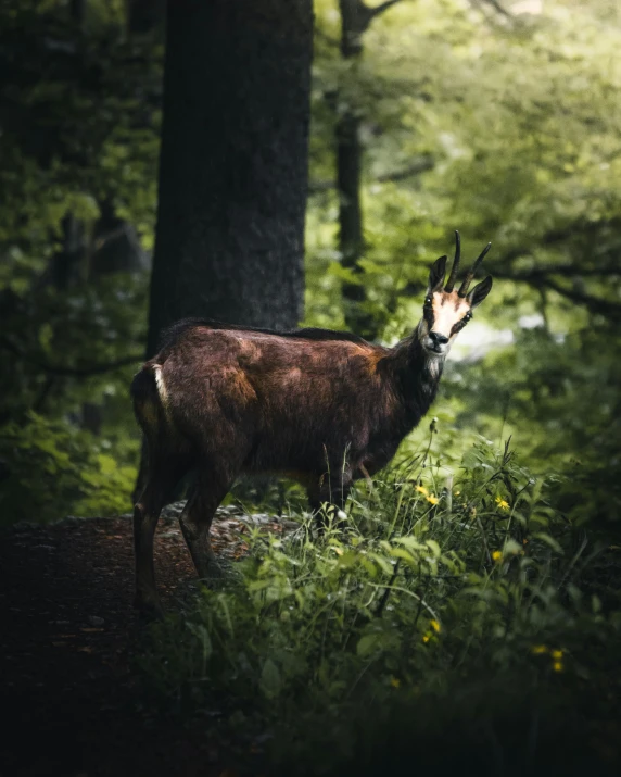 the goat is standing in the middle of the forest