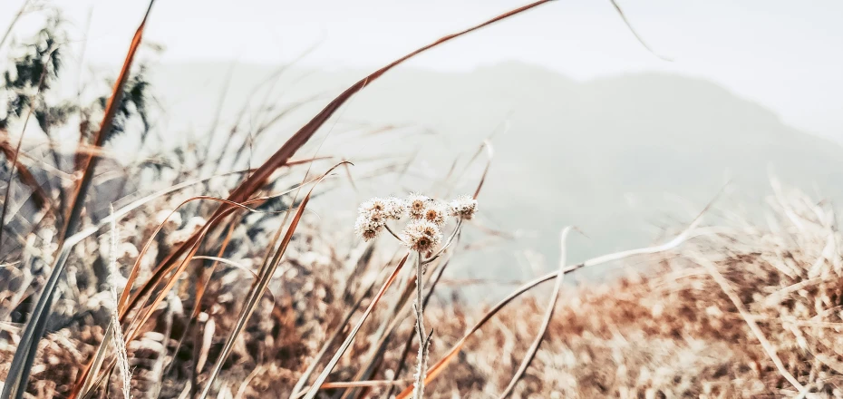 some pretty flowers growing on the side of a mountain