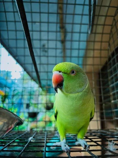 a green and yellow bird sitting on top of a metal wire cage