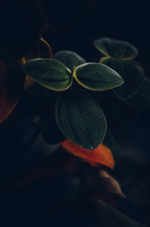 a flower with leaves hanging down and an orange underneath