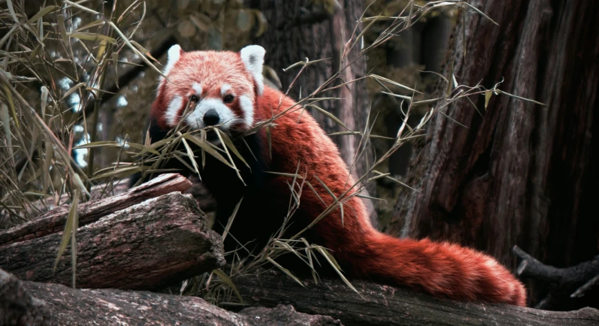 a large red panda sitting on top of a tree
